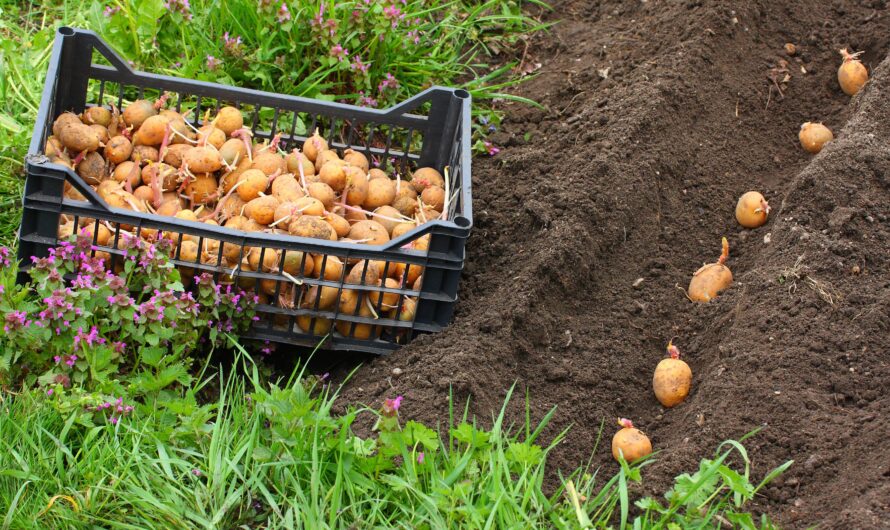 Wie man Kartoffeln anbaut: Wann pflanzen?