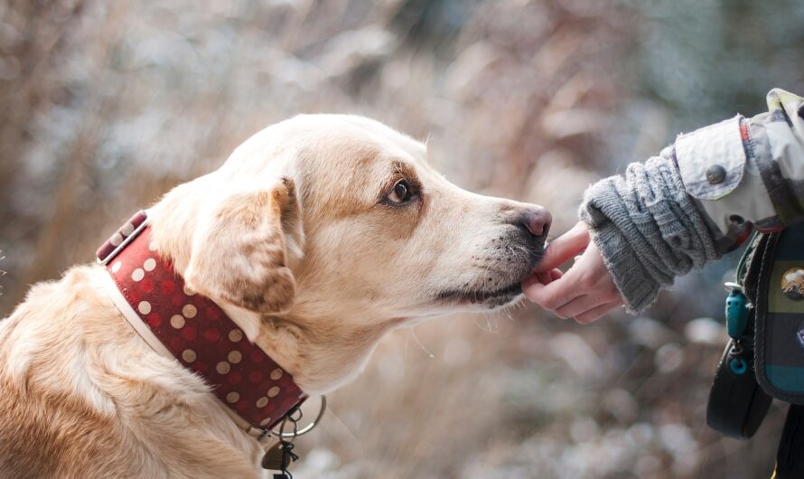 Alles rund um Hunde: Eine Schatzkiste für Hundeliebhaber
